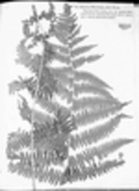 Athyrium filix-femina image